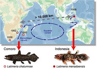 CoelacanthDist