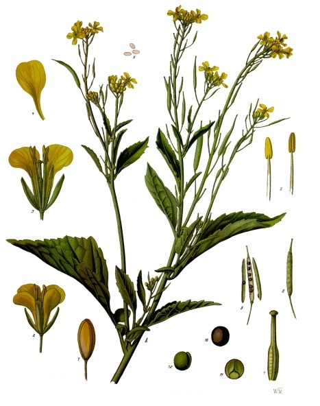 Brassica_juncea_-_Köhler–s_Medizinal-Pflanzen-168