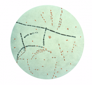 Bacillus_anthracis